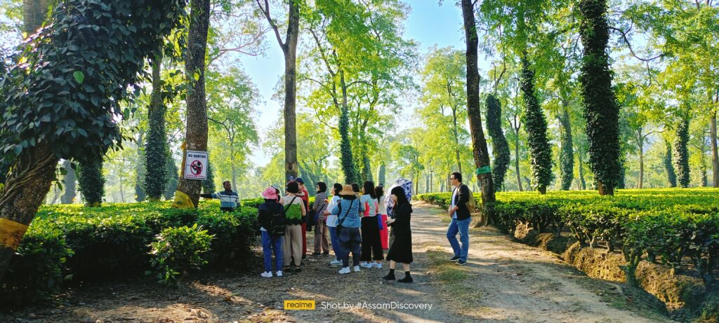Tea and Wildlife Tour of Assam, Assam Tea Garden