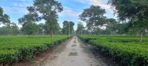 Assam Tea Garden