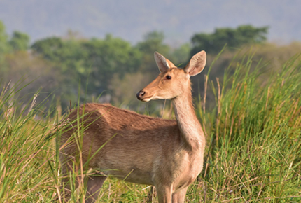 deer in kaziranga national park