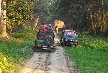 jeep safari in kaziranga