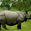 kaziranga national park