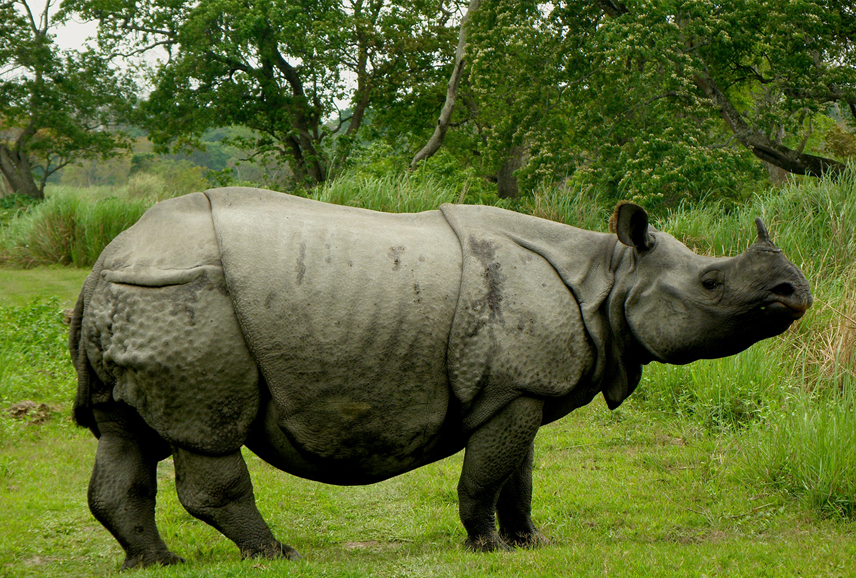 kaziranga national park