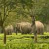 tea and wildlife