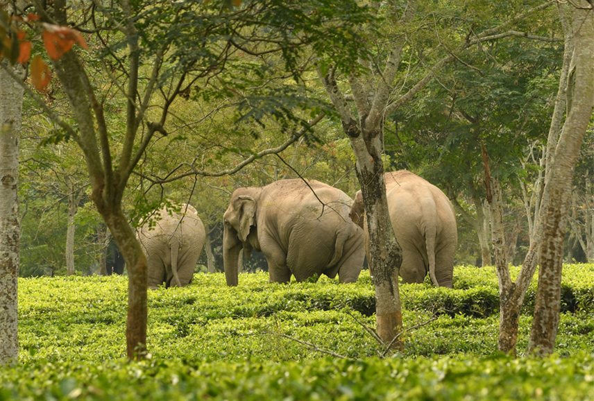 tea and wildlife